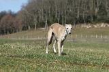 WHIPPET 322